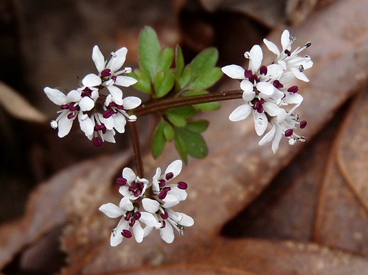 {Erigenia bulbosa}